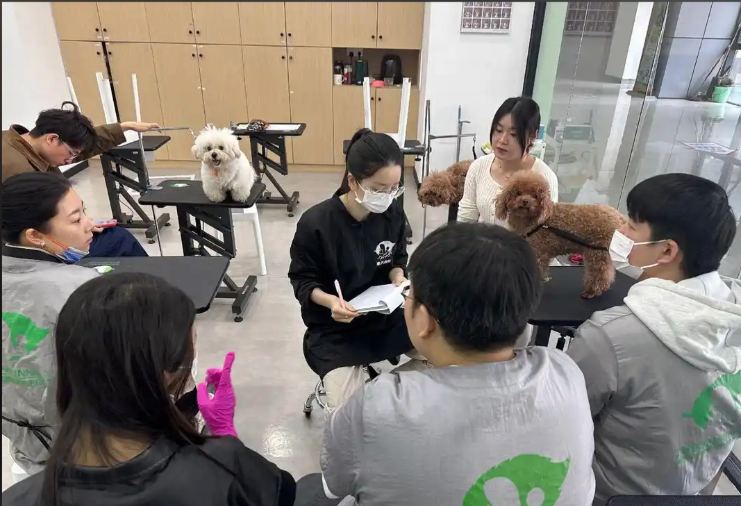 连云区宠物美容师宠物美容培训学校 - 哪里好